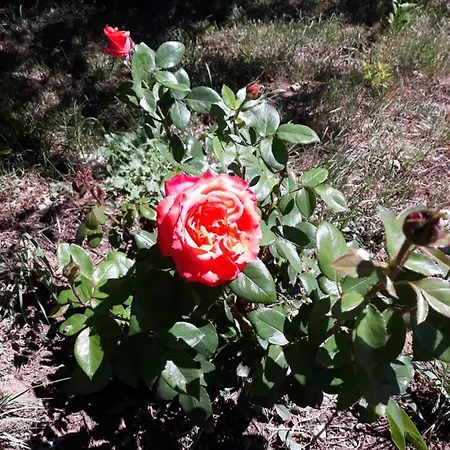 农家乐 La Casina Rosa *