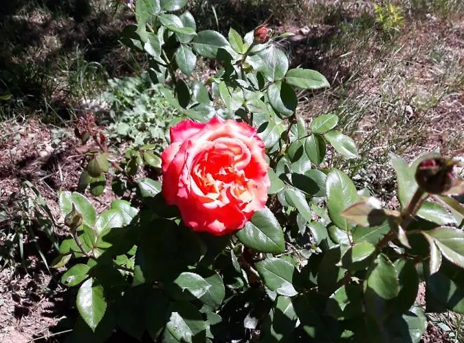 Alojamento de Turismo Rural La Casina Rosa *